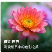 综合色拍微距花卉综合色彩摄影